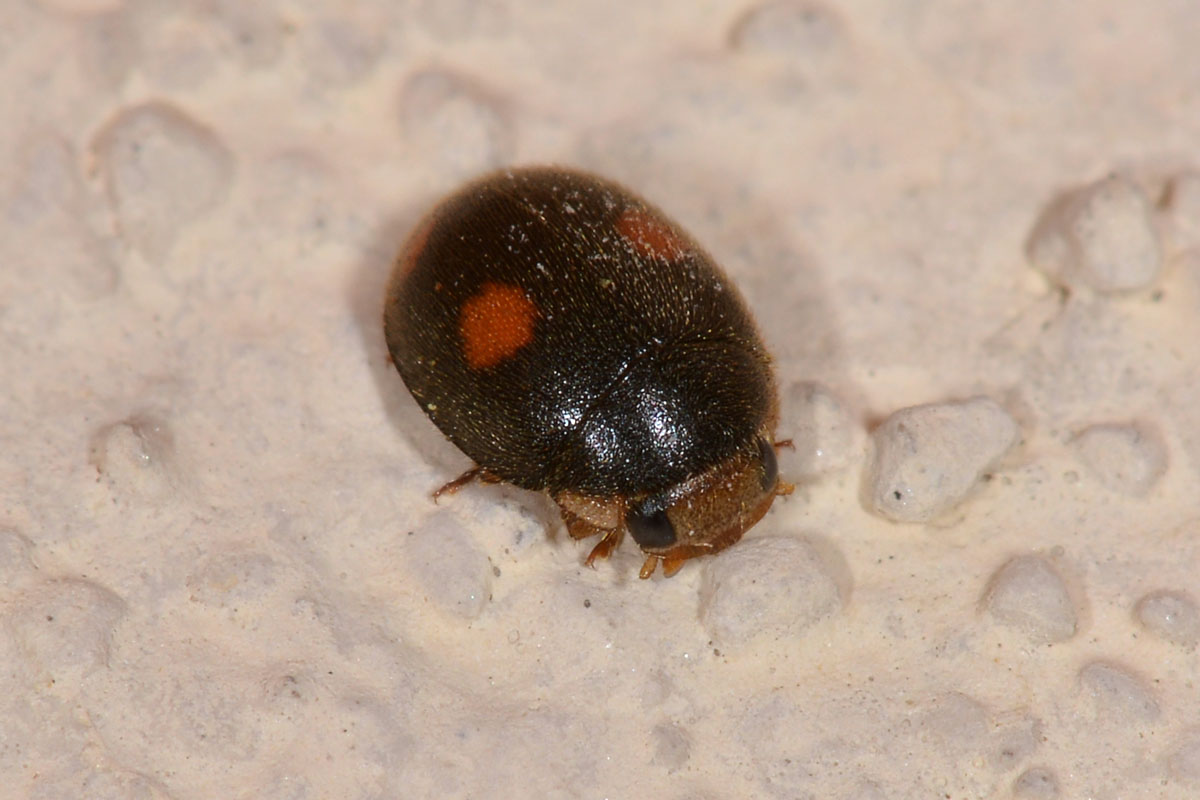 Platynaspis luteorubra? S. Coccinellidae